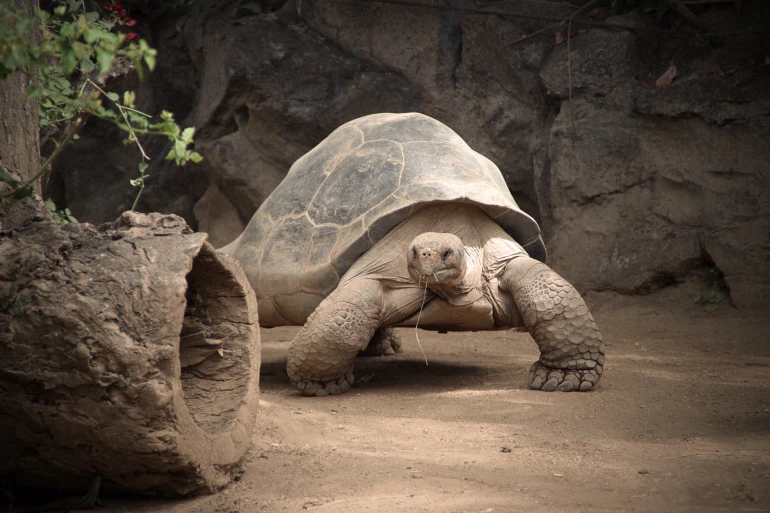 reptile-3045760_1920-1