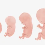 الجنين يحاول التحكم بالريموت كونترول في عملية الأيض لدى الأم من أجل الحصول على أقصى استفادة (غيتي)