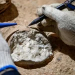 حفرية البيضة التي اكتشفها العلماء (بي تشاو)